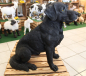 Preview: Labrador schwarz, sitzend